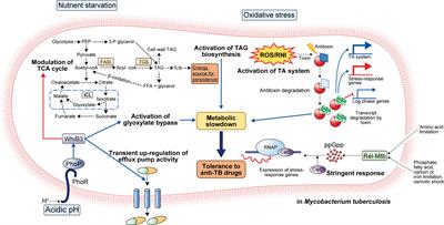 Understanding the Reciprocal Interplay Between Antibiotics and Host Immune System: How Can We Improve the Anti-Mycobacterial Activity of Current Drugs to Better Control Tuberculosis?